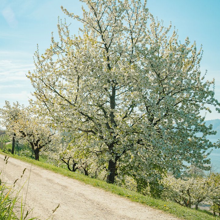 Baum am Wanderweg in der Blüte